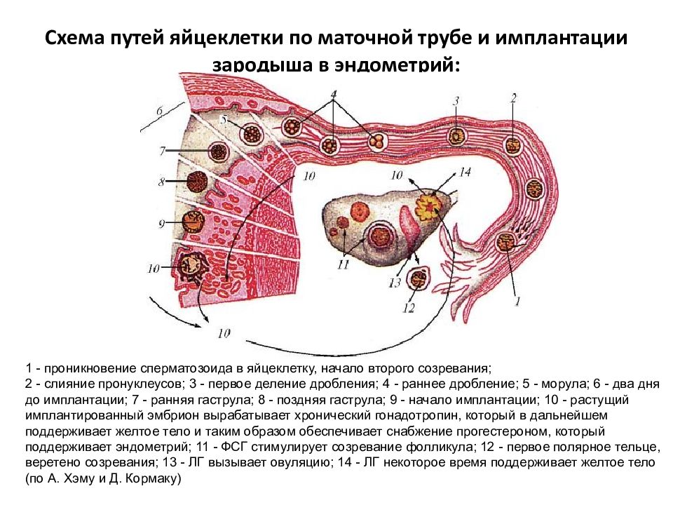 Схема движение яйцеклетки в матку