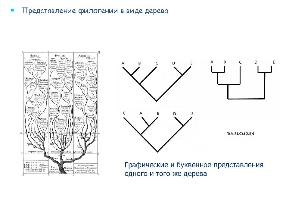 Представление деревьев. Графическое представление дерева. Молекулярная филогенетика. Филогенетика и филогения. Филогения укоренившееся дерево.