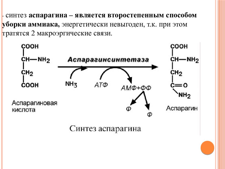 Образование синтез. Синтез аспарагина из аспарагиновой кислоты. Аспартат в аспарагин. Уравнение реакции синтеза аспарагина. Реакции синтеза аспарагина из аспарагиновой кислоты.