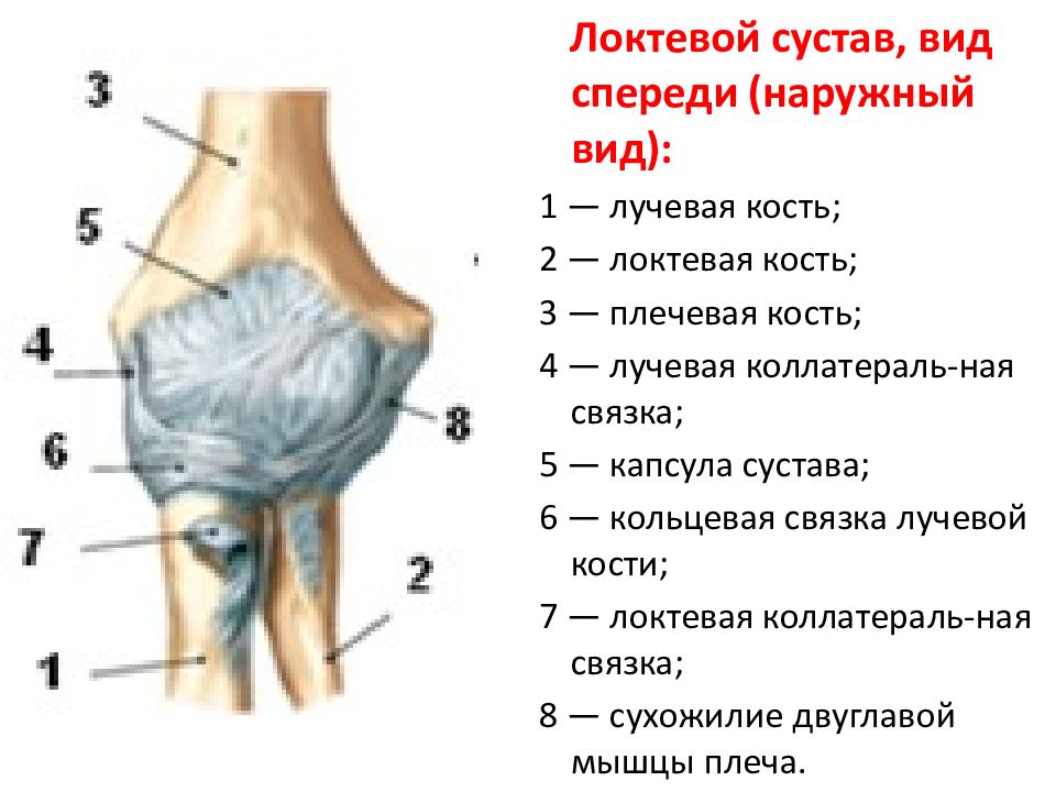 Строение локтевого сустава руки человека с рисунками