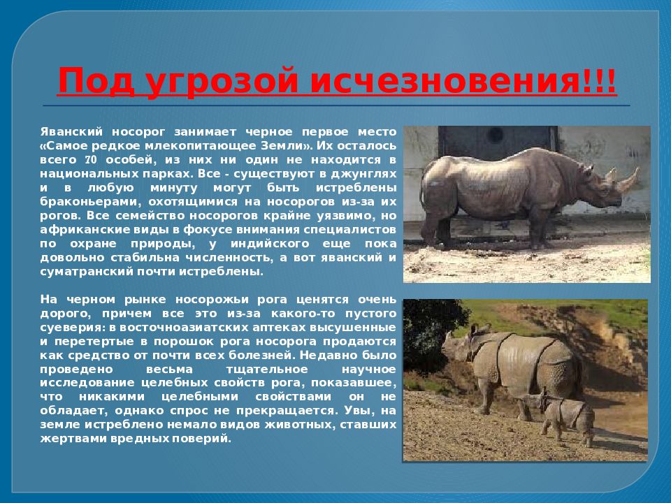 Под угрозой исчезновения. Яванский носорог описание. Яванский носорог среда обитания. Яванский носорог кратко. Презентация носорог яванский.