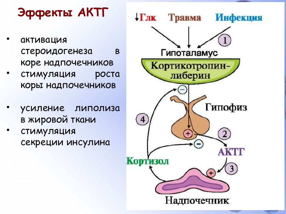 Гормоны гипофиза актг. Адренокортикотропный гормон механизм действия. Схему гипоталамо-гипофизарной регуляции секреции кортизола.