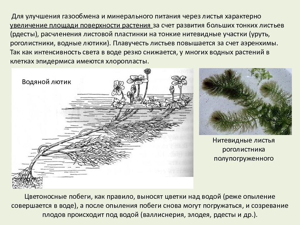 Важнейшие абиотические факторы и адаптация к ним организмов. Адаптации организмов к абиотическим факторам среды. Ограниченный рост характерен для. Уруть мутовчатая признаки приспособления к среде обитания.