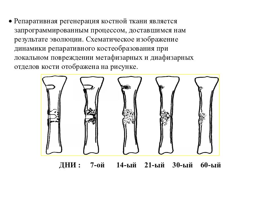 Стадии костей. Регенерация костной ткани схема. Механизмы физиологической регенерации костной ткани. Стадии регенерации костной ткани. Схема регенерации костной ткани после перелома.