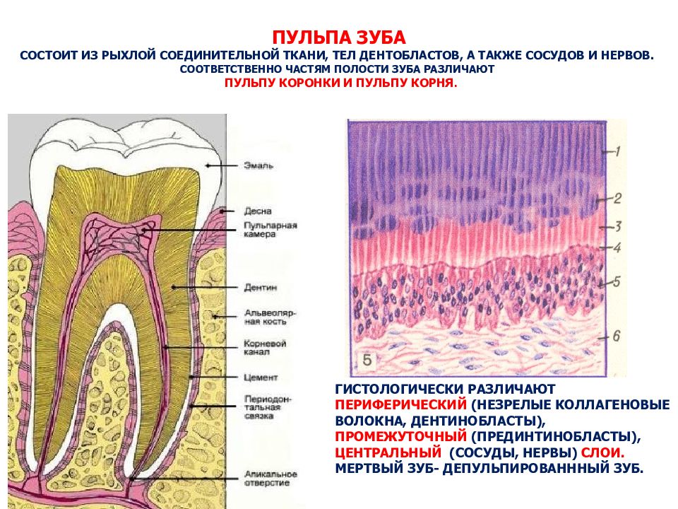 Ткани зуба. Нервные волокна пульпы зуба. Коронковая и корневая пульпа.