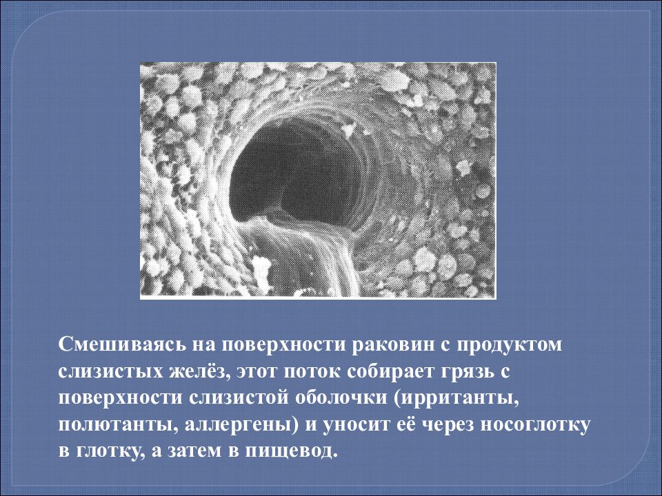 Серные железы. Серные железы расположенные. Транспорт SLGA на поверхность слизистых оболочек.