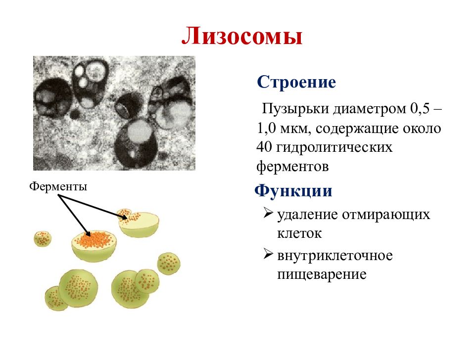 К лизосомам относятся