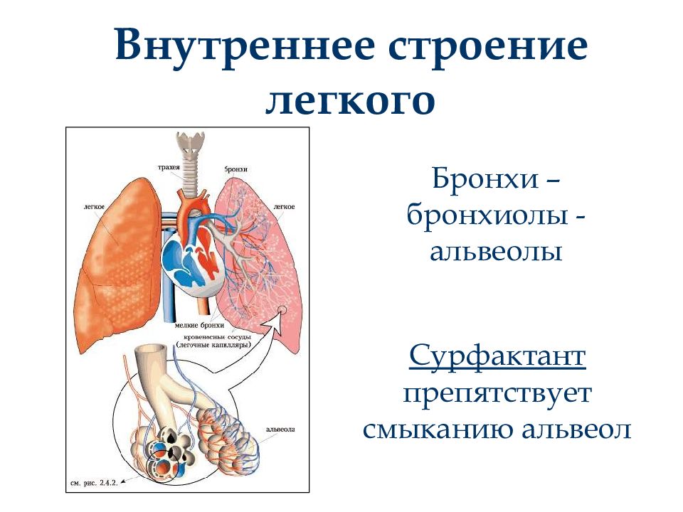 Презентация строение легких