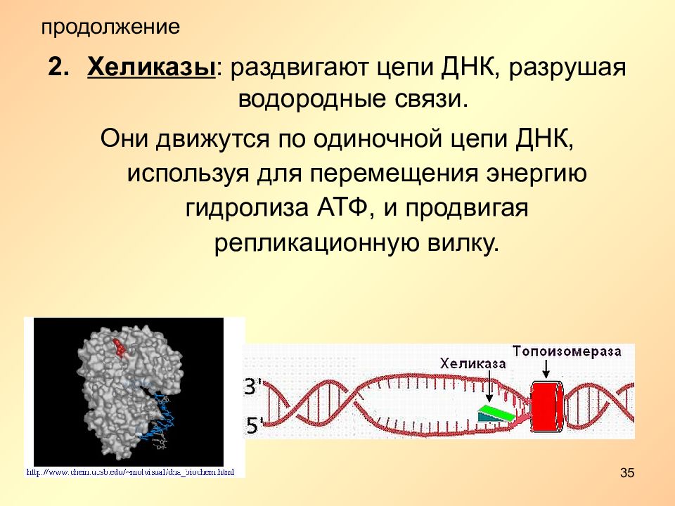 Фермент хеликаза. Фермент ДНК-хеликаза:. ДНК хеликаза и геликаза. ДНК хеликаза функции. Хеликаза фермент функции.