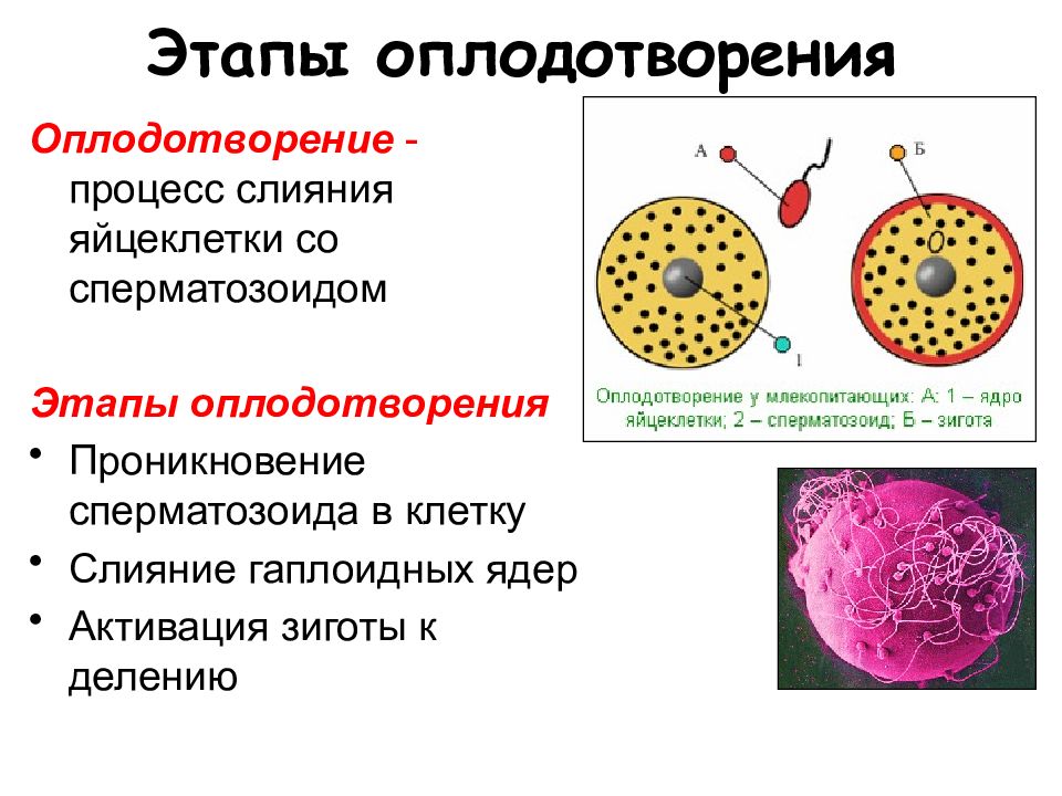 Оплодотворение 8 класс презентация