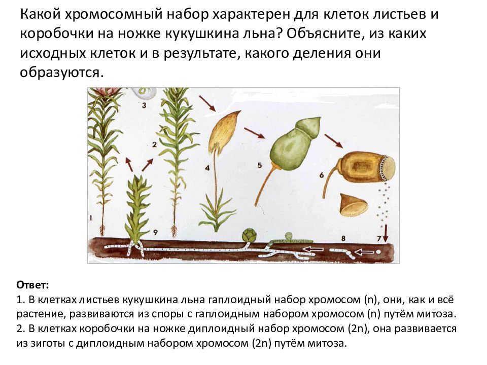 Циклы развития растений 7 класс