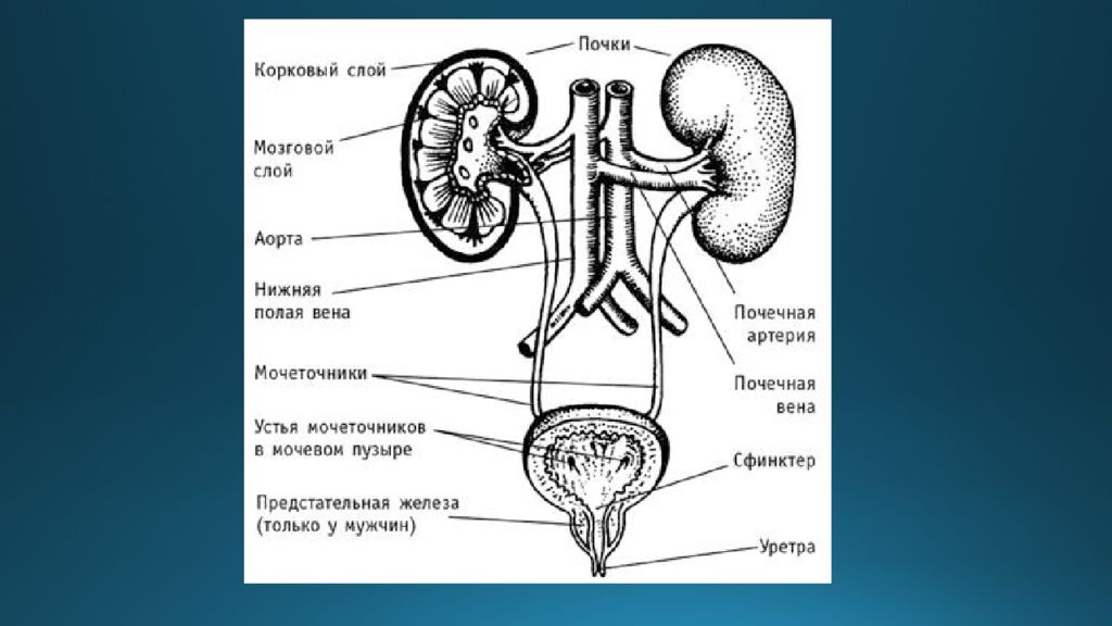 Мозговой слой. Мозговой слой почки строение. Корковый слой почки строение. 2. Что относят к органам мочевыделительной системы (схема)?. Мочеточник почка кора почки мозговой слой почки почечная лоханка.