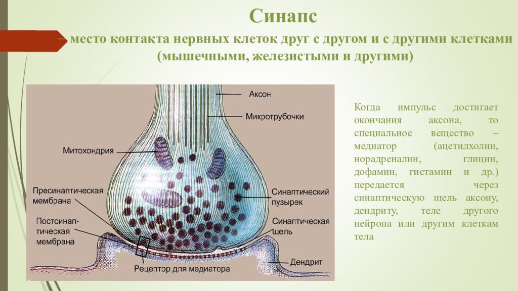 Секреторный синапс. Синапс гистология. Строение синапса гистология. Строение синапса везикулы. Зарисовать строение синапса.