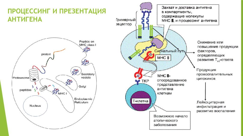 Механизм процессинга и презентации экзогенных и эндогенных антигенов