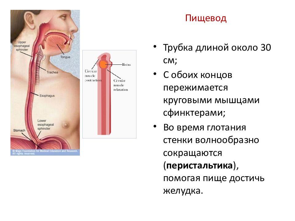 Больной пищевод. Поступление пищи в пищевод. Пищевод человека болезни.