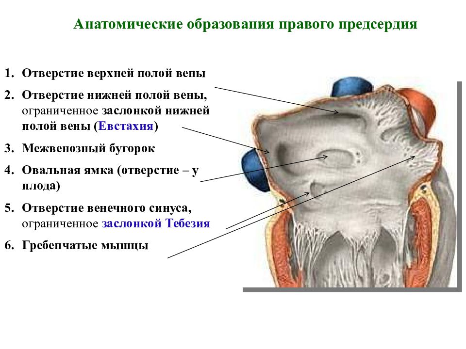 Характеристика правого предсердия. Заслонка нижней полой вены анатомия. Отверстие венечного синуса анатомия. Правое предсердие сердца анатомия. Отверстие нижней полой вены латынь.