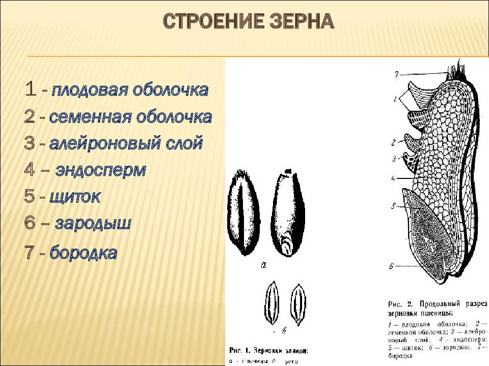 Рисунок зерновки пшеницы с подписями строение