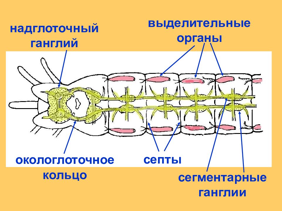 Окологлоточное кольцо. Надглоточный узел у кольчатых червей. Надглоточный нервный узел. Надглоточный нервный узел у дождевого червя. Надглоточный ганглий.