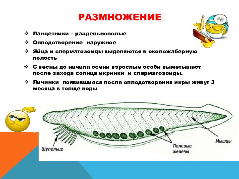 У всех хордовых наружное оплодотворение