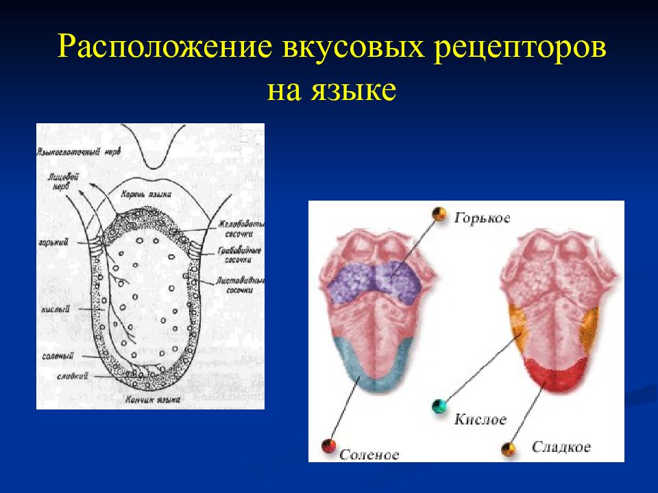 Язык расположен. Вкусовые рецепторы на языке. Рецепторы на языке расположение. Расположение вкусовых рецепторов. Рецепторы языка человека.