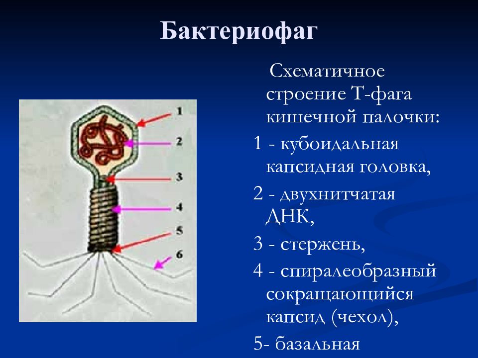 Фаги ваги картинки