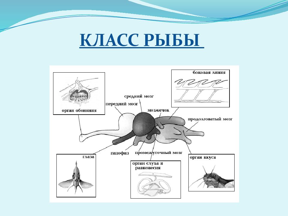 Эволюция нервной системы презентация 7 класс