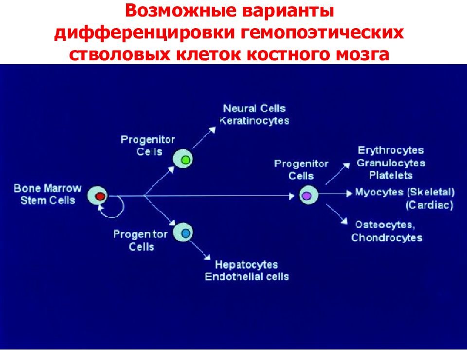 Гемопоэтическая стволовая клетка презентация