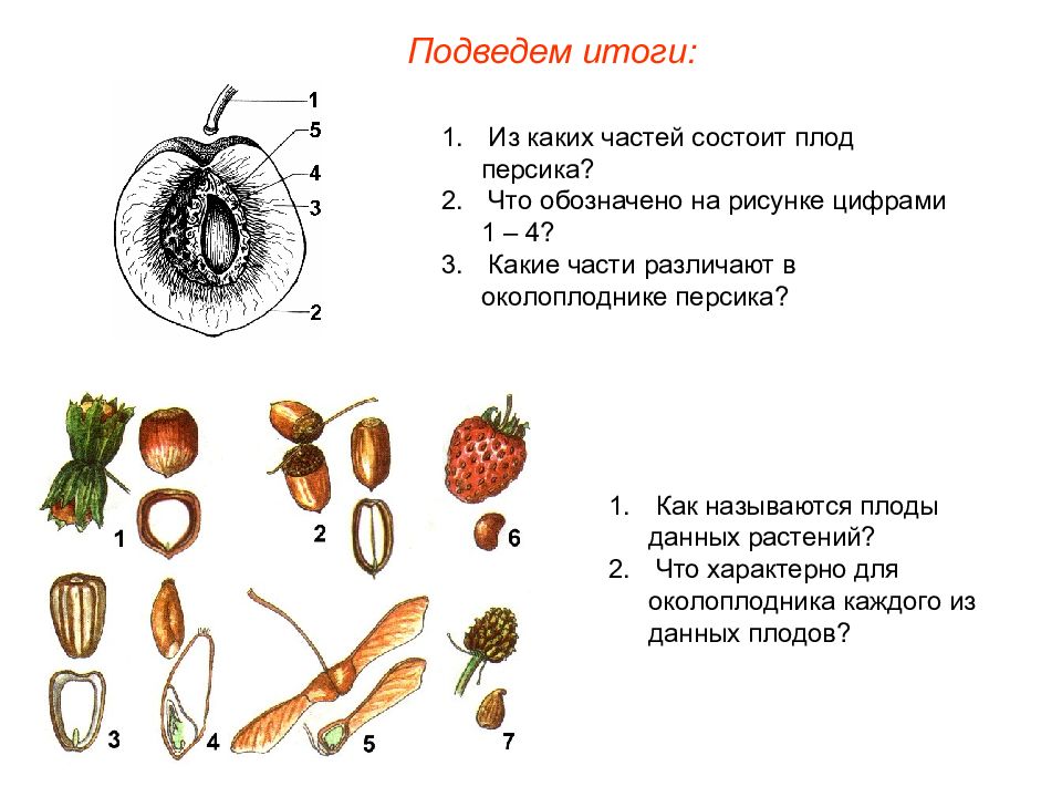 Каким номером на рисунке обозначен плод яблоко