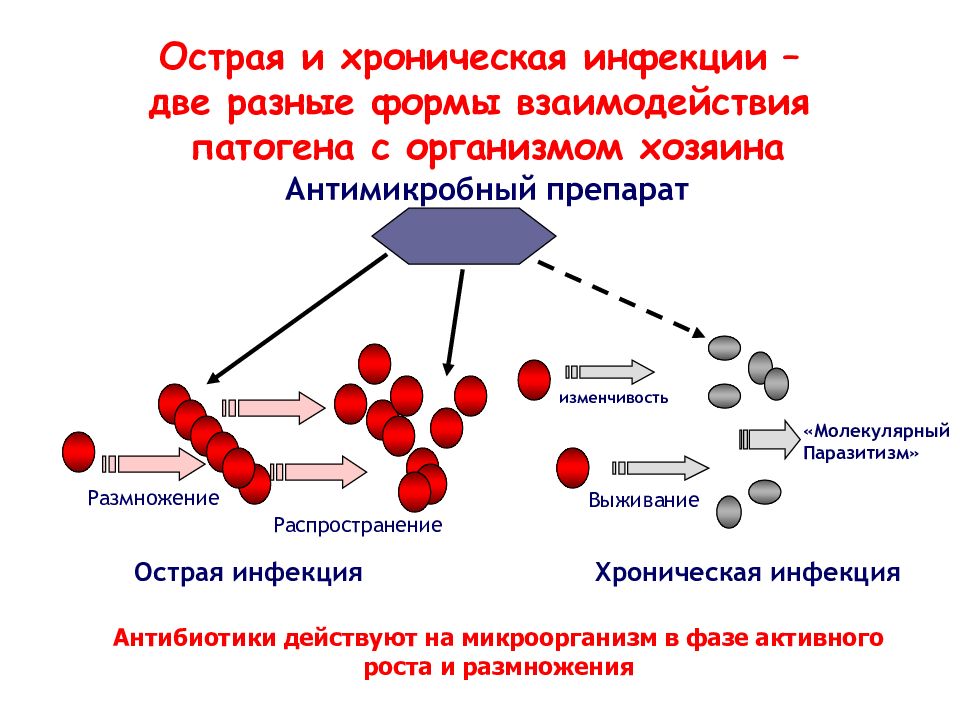 Презентация химиотерапевтические средства