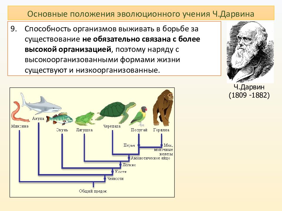 Учение ч. Причина борьбы за существование по ч Дарвину.