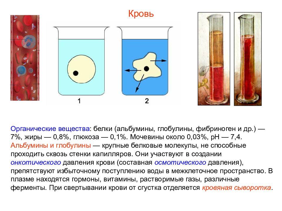 Презентация кровь пименов