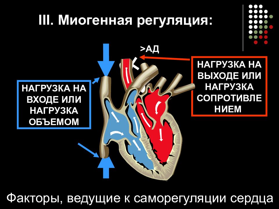 Регуляция сердечной деятельности презентация