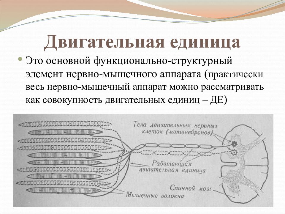 Двигательная единица. Физиология нервно-мышечного аппарата. Двигательные единицы мышц физиология. Понятие о двигательной единице. Элементы двигательной единицы.