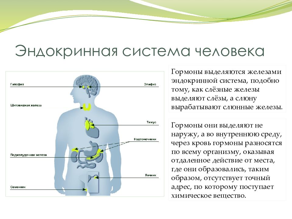 Что вырабатывает внутренняя секреция