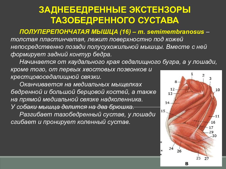 Полуперепончатая мышца коленного сустава. Полуперепончатая мышца (m. semimembranosus. Полуперепончатая мышца лошади. Мышцы тазовой конечности собаки. Мышцы тазовой конечности кошки