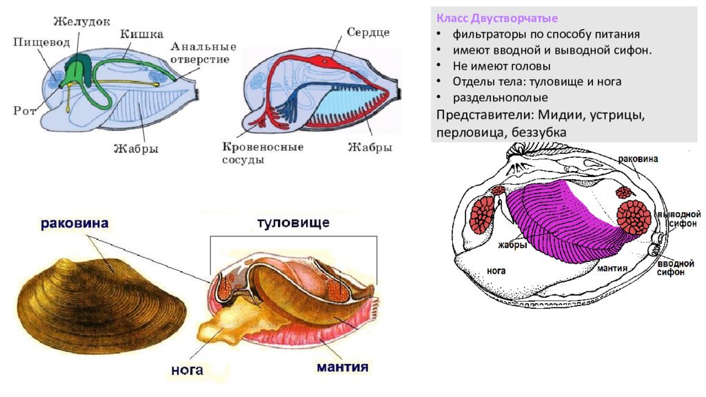 Схема двухстворчатых. Жизненный цикл двустворчатых моллюсков беззубка. Сифоны биология у беззубки. Класс двустворчатые беззубка. Сифоны двустворчатых моллюсков.