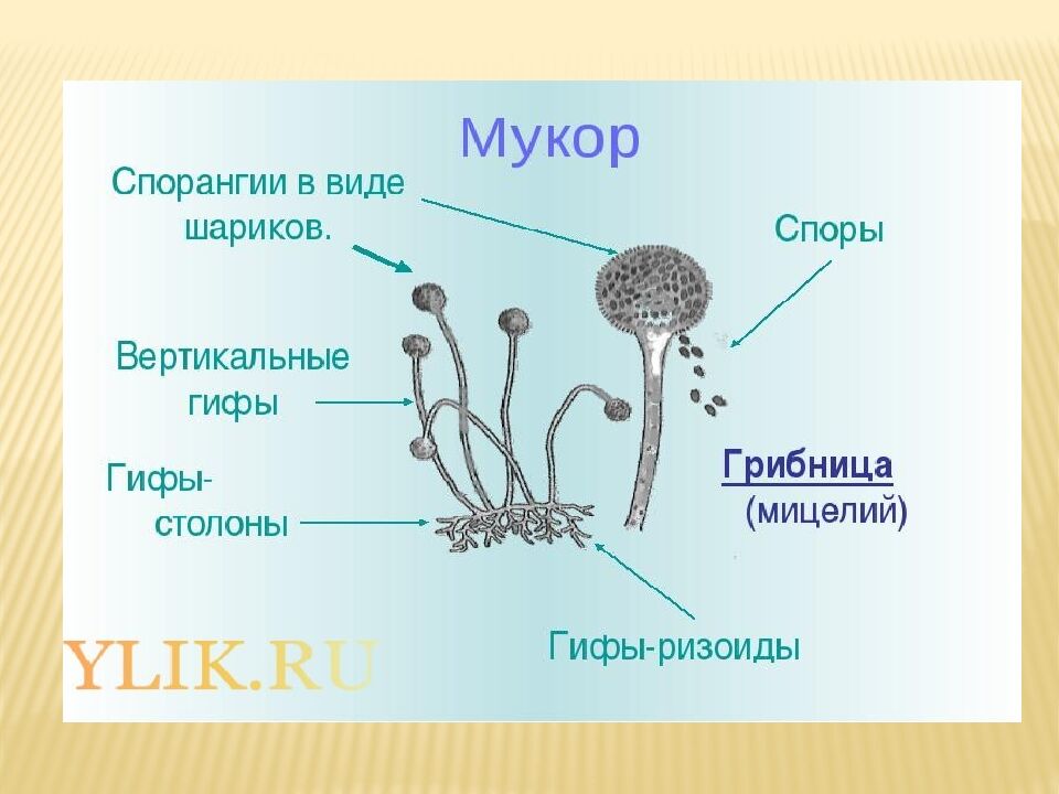 презентация: Тема: «ВИДЫ БАКТЕРИЙ»