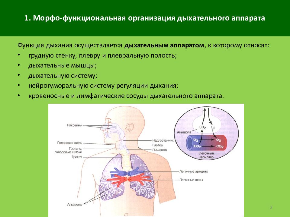 Основные функции дыхания. Морфофункциональная характеристика дыхательной системы. Схема функциональной системы дыхания. Функции органов дыхательной системы. Принципы организации функциональной системы дыхания..