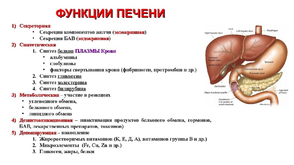 Печень анатомия презентация