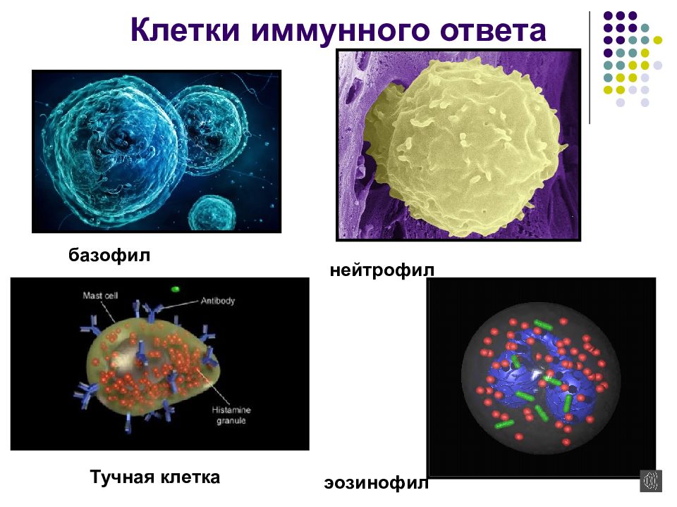 Основные иммунные клетки. Клетки иммунной системы. Базофилы клетки иммунитета. Патологии клеточного иммунного ответа. Тучные клетки это нейтрофилы.