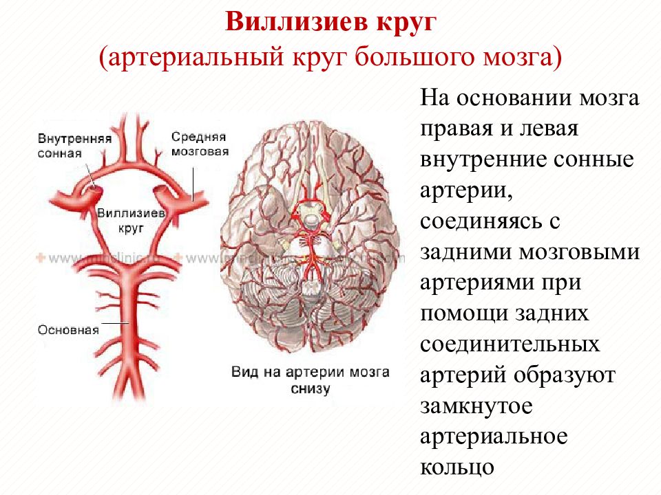 Ветви базилярной артерии схема