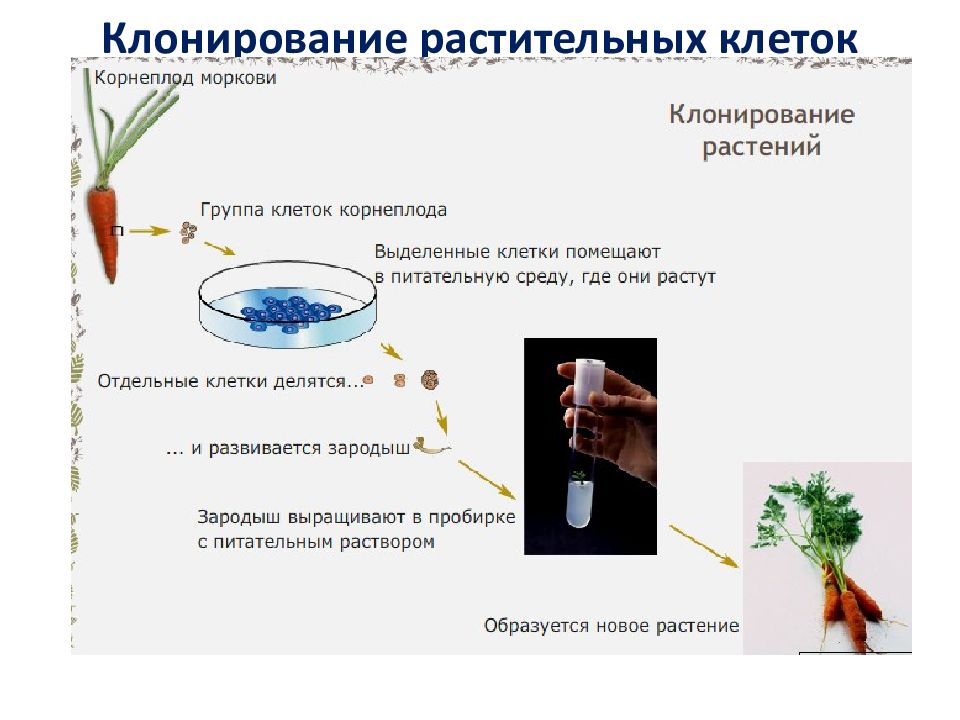 Клонирование растений презентация