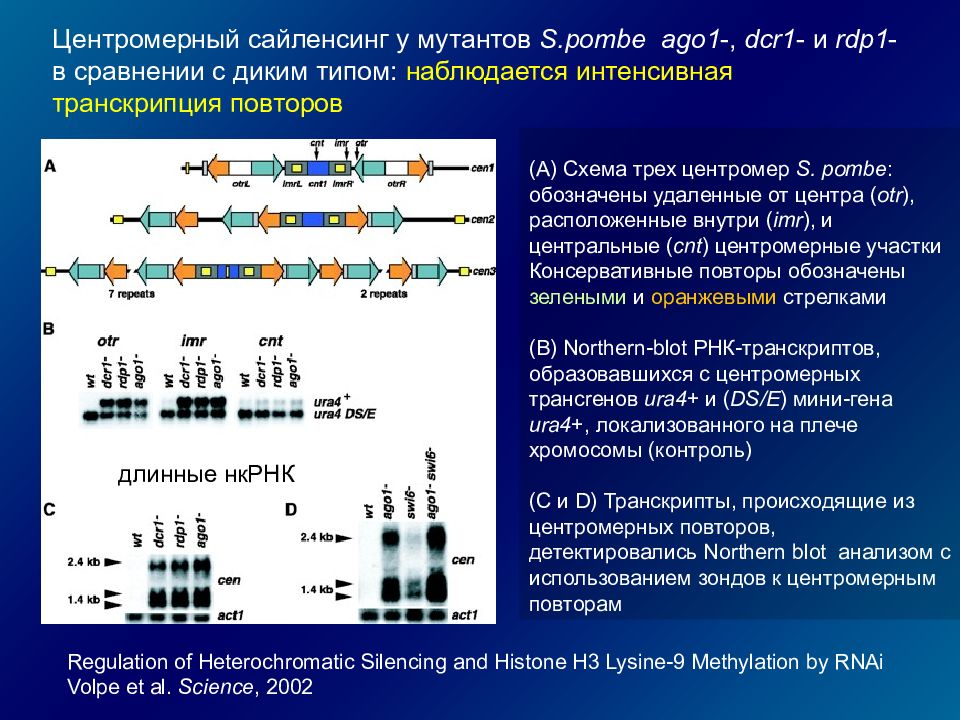 Центромерный индекс хромосом. Инактивация х хромосомы. Инактивация это генетика. Центромерные зонды