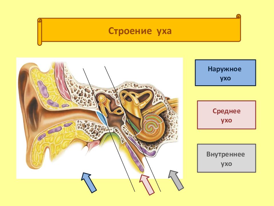 Строение наружного среднего и внутреннего уха рисунок