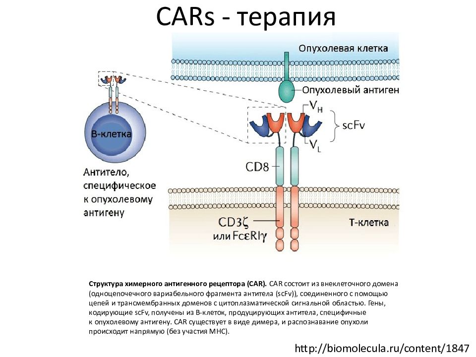 Терапия структурами