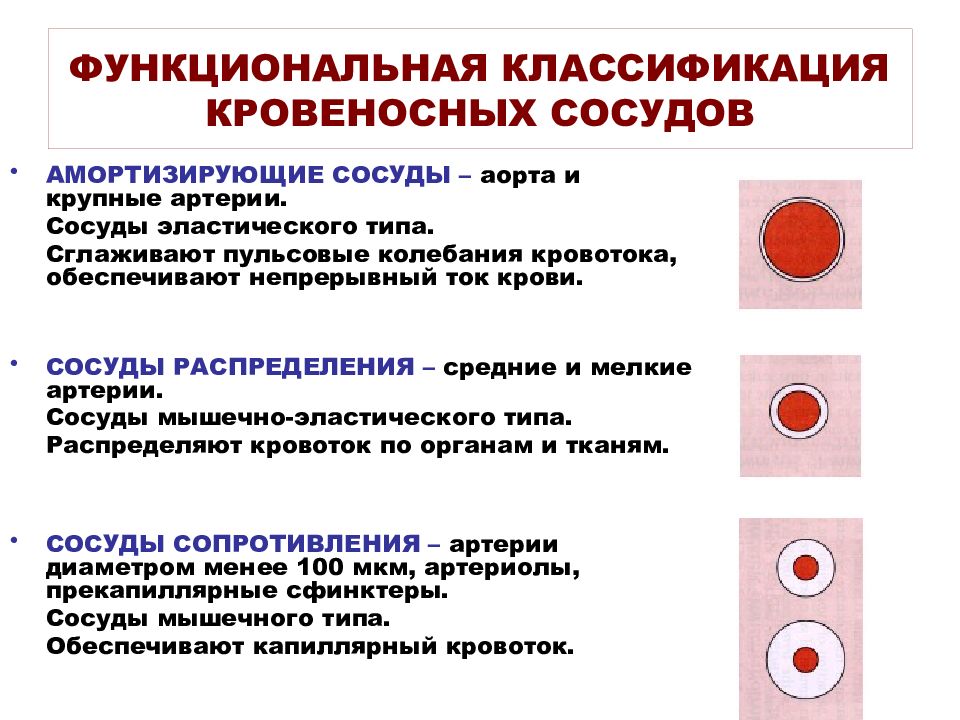Диаметр сосудов в мкм