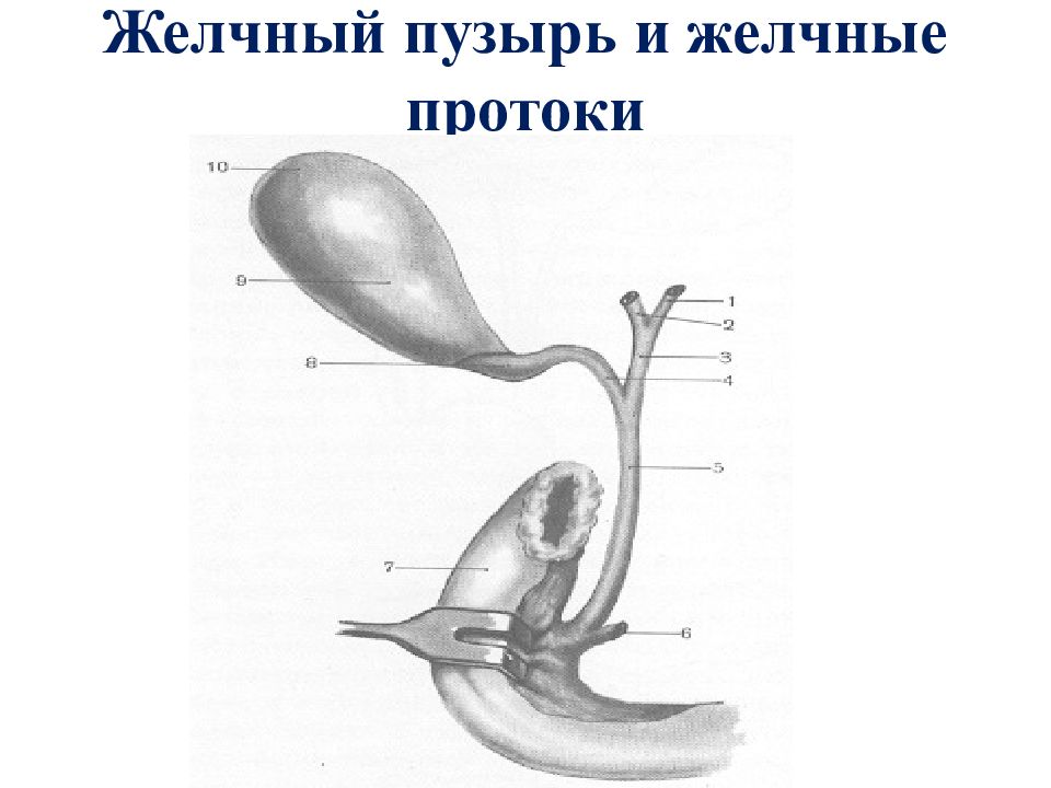 Желчный пузырь анатомия схема