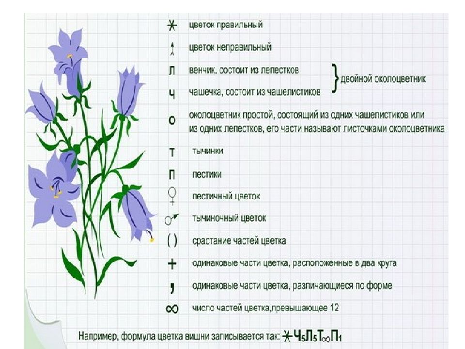 Подберите правильное описание для изображения