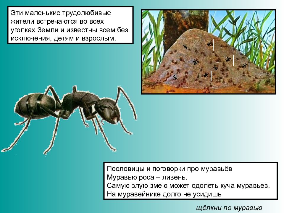 Презентация муравьи для детей