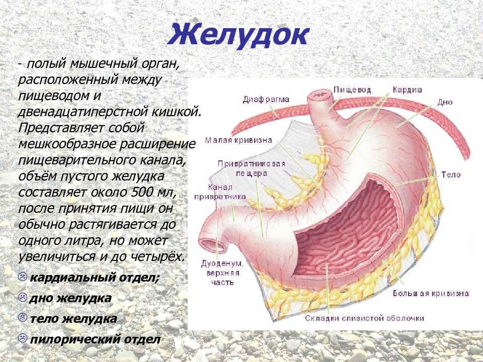 Мышечный орган. Желудок мышечный орган.